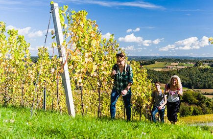 Weinberge (c) pixelmaker.at TVB Bad Radkersburg