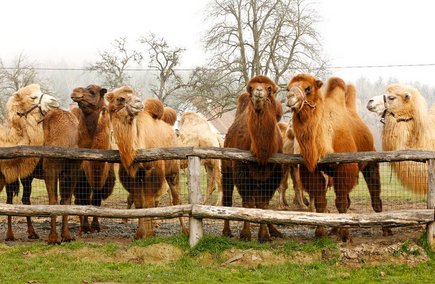 Kamele von Pechmanns Ölmühle in der Region Bad Radkersburg