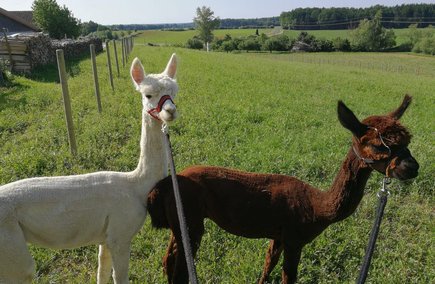 Alpakas auf einer Wiese in Klöch, Bad Radkersburg