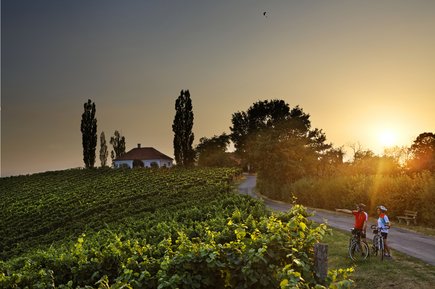 Radeln durch die Weinregion