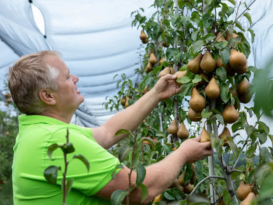 Obstbau Mirtl Obstbau Mirtl