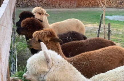 Klöcher Alpakas in der Region Bad Radkersburg