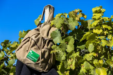 Wanderrucksack in den Weingärten Wanderrucksack in den Weingärten