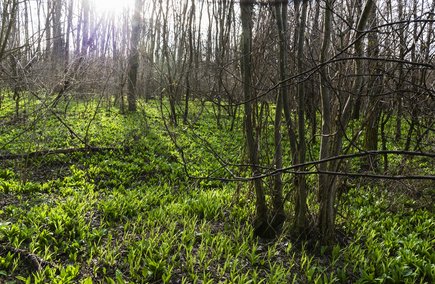 Wunderschöne Murauen (c) pixelmaker.at, TVB Region Bad Radkersburg
