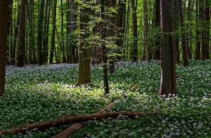 Bärlauch im Wald (c) pixabay Bärlauch im Wald (c) pixabay