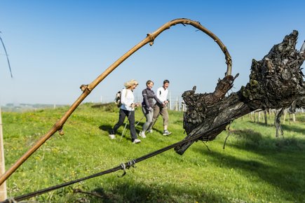 Wandern (c)pixelmaker.at TV Bad Radkersburg