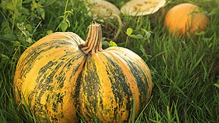 Kürbisse aus dem Süden der Steiermark