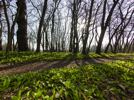 Murauen Bad Radkersburg