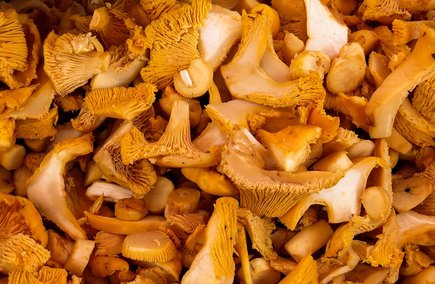 Knackige Eierschwammerl (c) pixabay