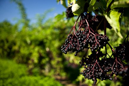 Holunder in Bad Radkersburg
