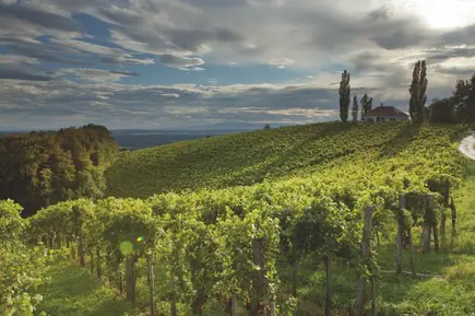 Weinberg in der Region Bad Radkersburg