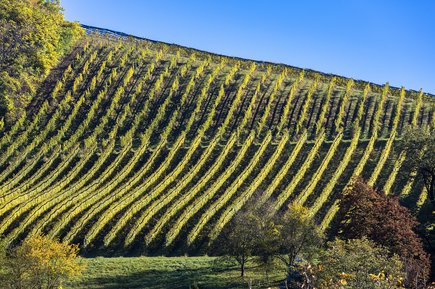 Weingärten der Region